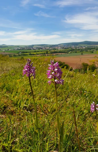 Orchideen auf dem Offenberg