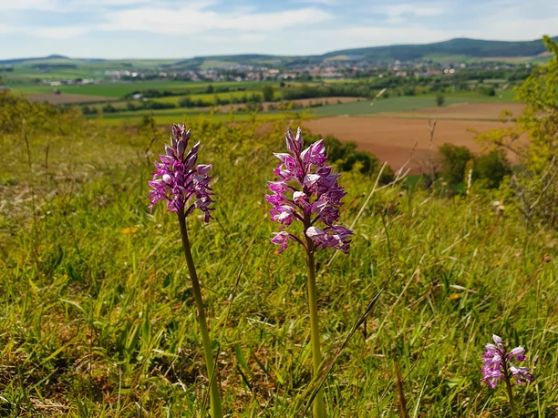 Orchideen auf dem Offenberg