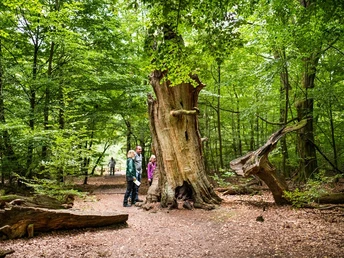 Jahrhunderte alte Bäume im Urwald Sababurg