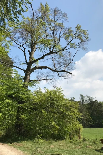 Naturschutzgebiet Messhagen bei Niedermeiser