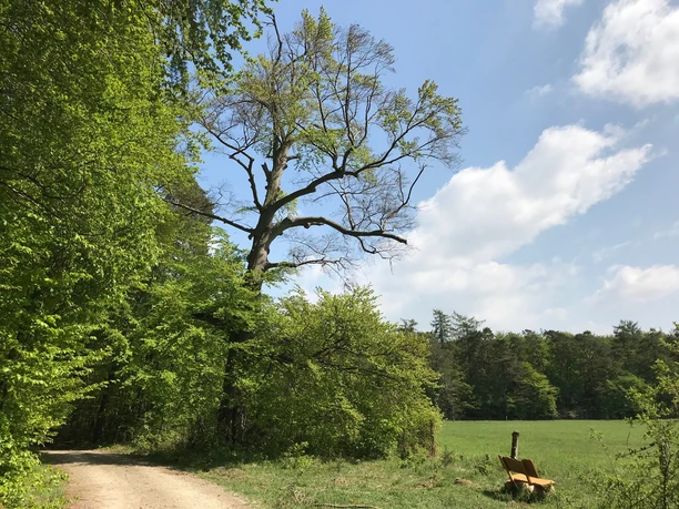 Naturschutzgebiet Messhagen bei Niedermeiser