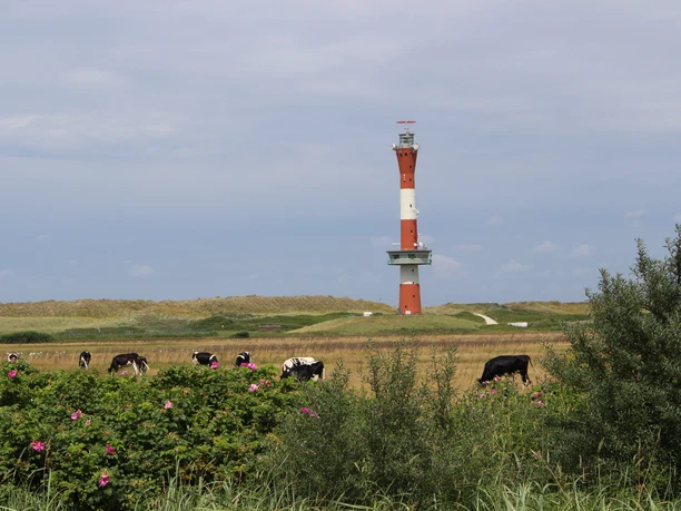 Kühe Neuer Leuchtturm.JPG