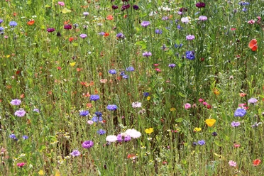 Bunte Blumen in einer lebendigen Wiese mit Kornblumen, roten Mohnblumen und grünen Halmen.