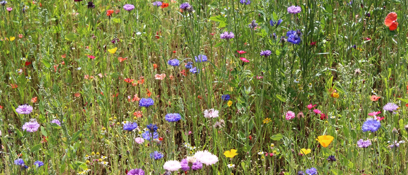 Bunte Blumen in einer lebendigen Wiese mit Kornblumen, roten Mohnblumen und grünen Halmen.
