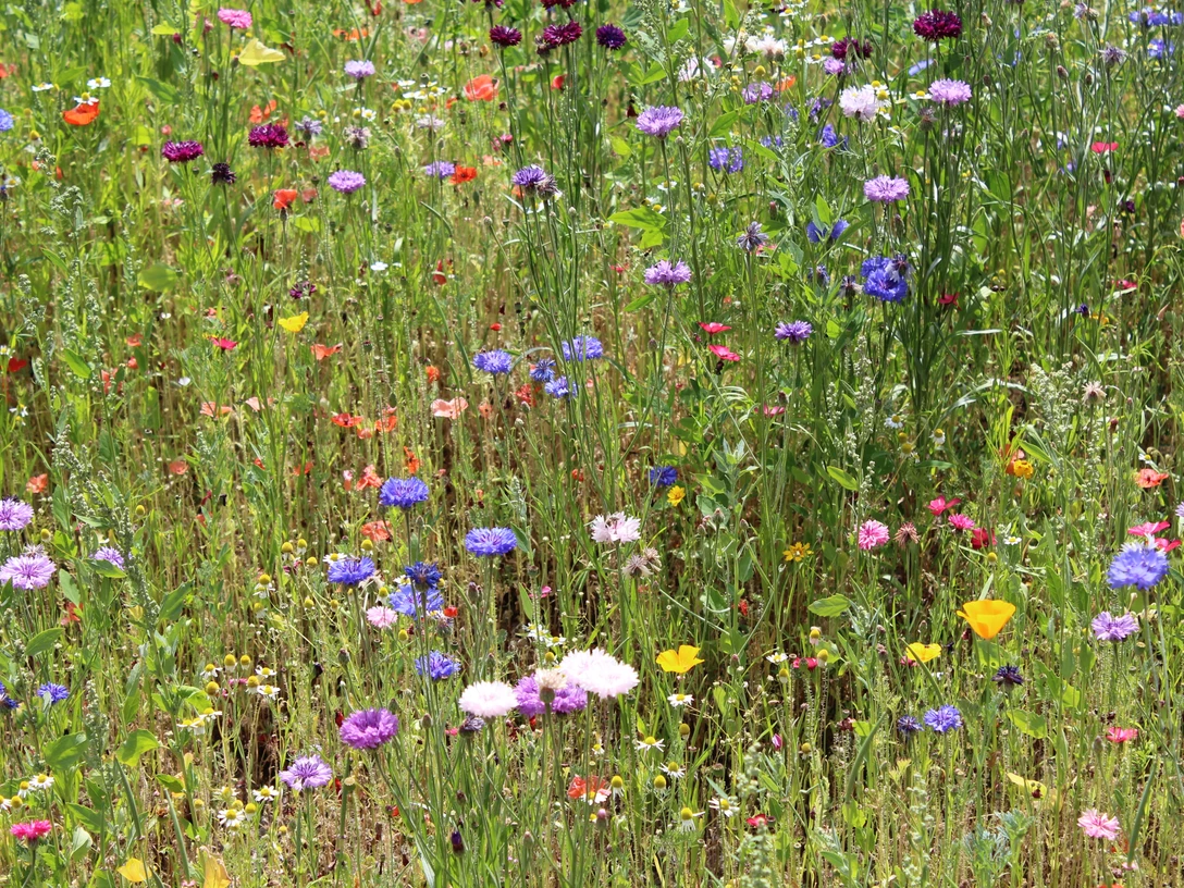 Blumenwiese Bunte Blumen in einer lebendigen Wiese mit Kornblumen, roten Mohnblumen und grünen Halmen.