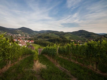 Aussicht_Münsterblick_Sasbachwalden