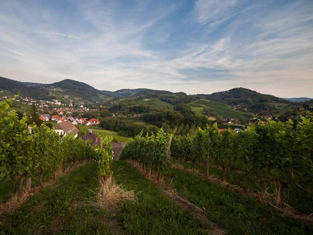 Aussicht_Münsterblick_Sasbachwalden