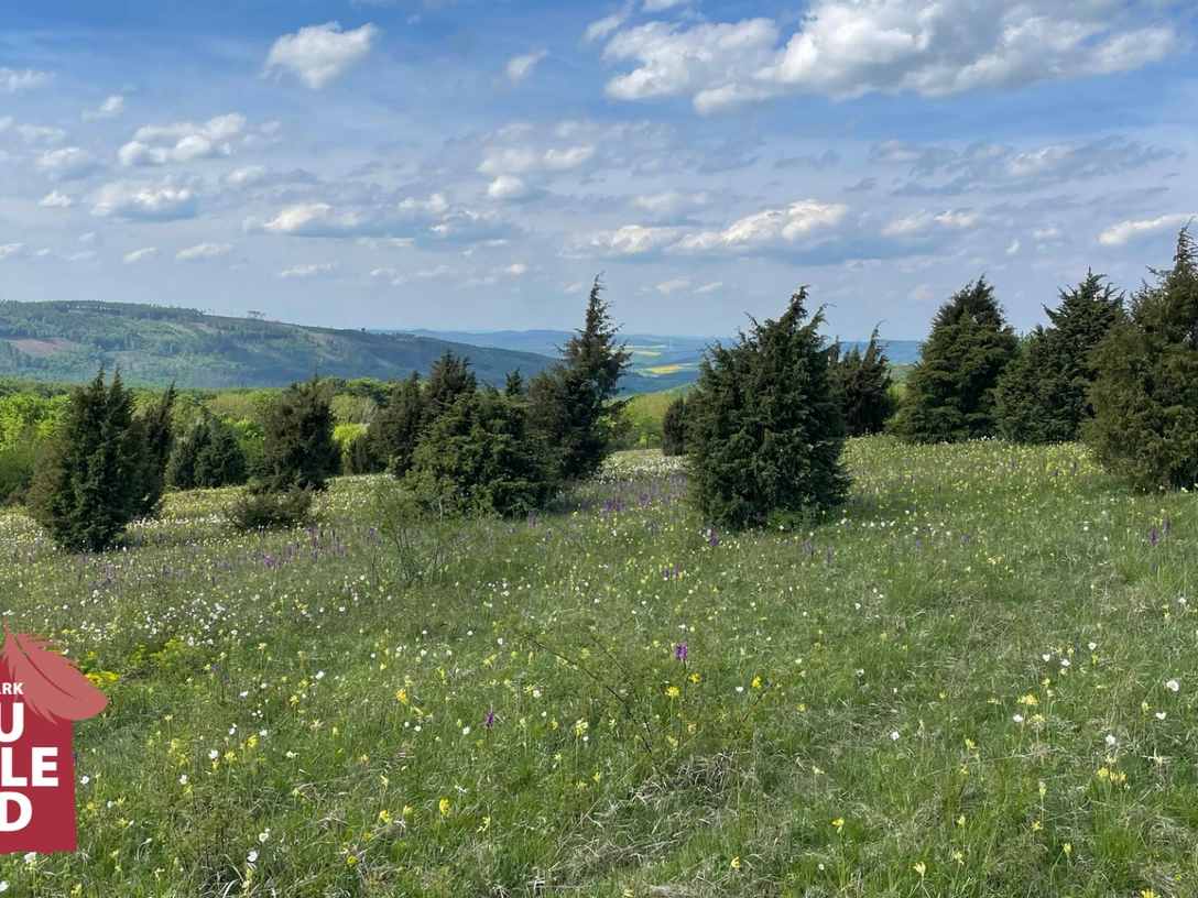 Blühendes Bühlchen