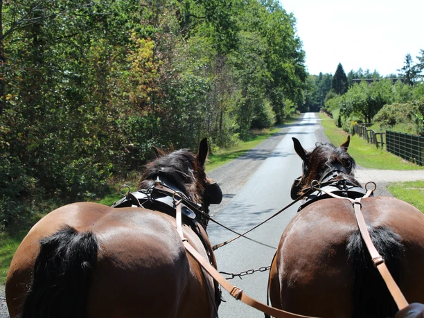 Zwei braune Pferde ziehen einen Planwagen durch eine von Bäumen gesäumte Landstraße in Niedersachsen.