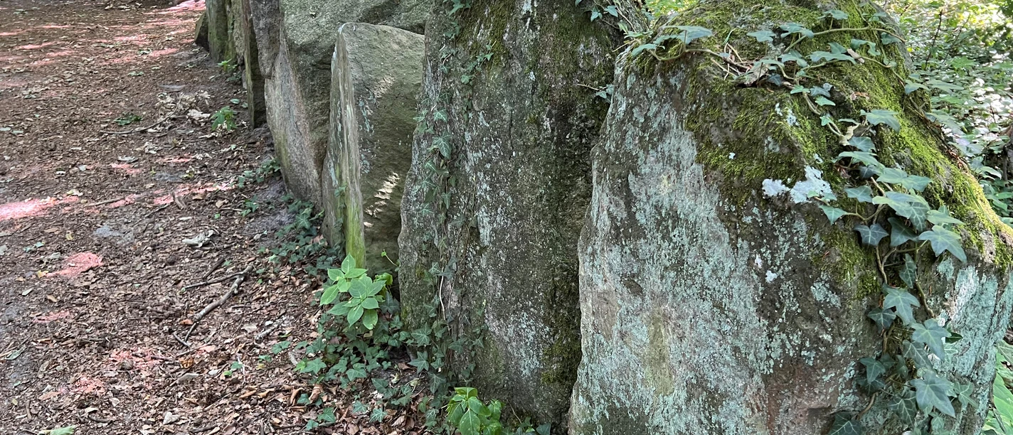Ein Waldweg führt entlang einer historischen Steinsetzung aus moosbewachsenen Findlingen im Sachsenhain.