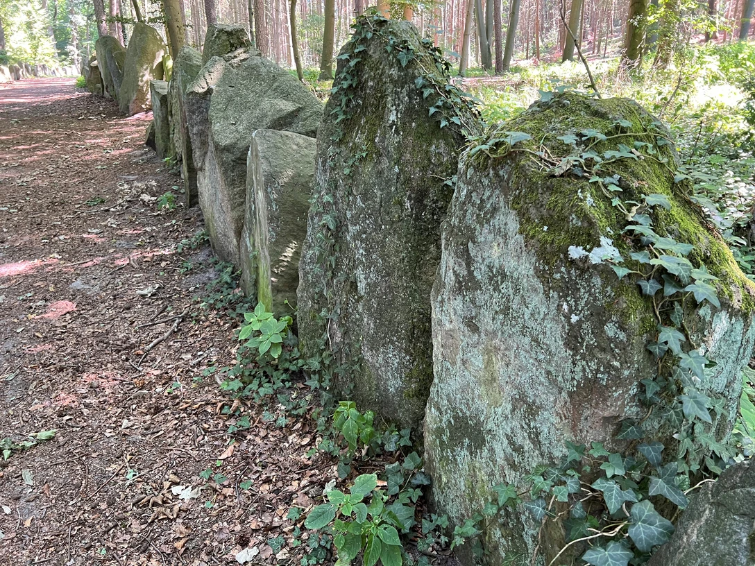 Sachsenhain Verden Ein Waldweg führt entlang einer historischen Steinsetzung aus moosbewachsenen Findlingen im Sachsenhain.
