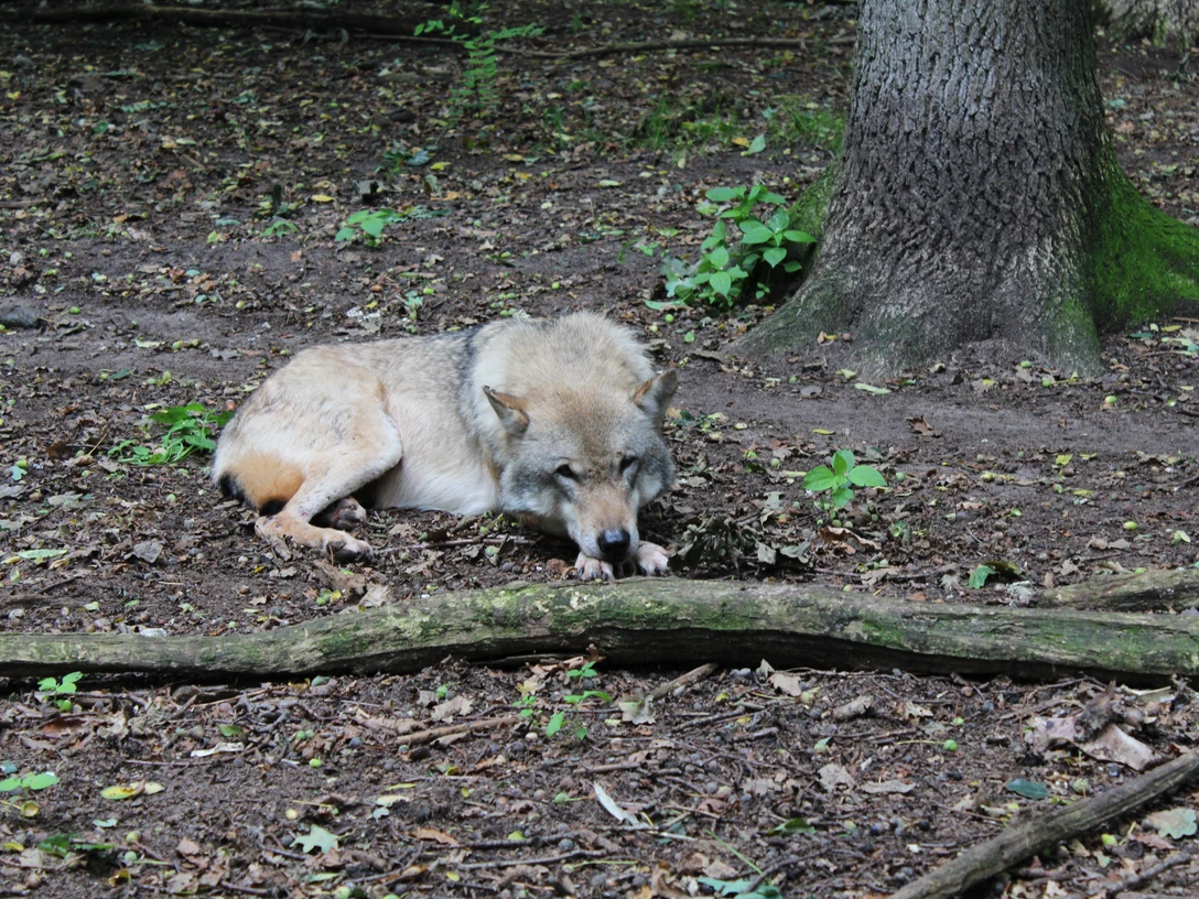 Wolf im Gehege Ein Wolf ruht sich im Gehege aus, umgeben von dichtem Waldboden und einem großen Baumstamm.