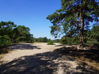 Sandige Dünenlandschaft in Verden unter klarem Himmel, umgeben von hohen Kiefern und sanftem Licht.