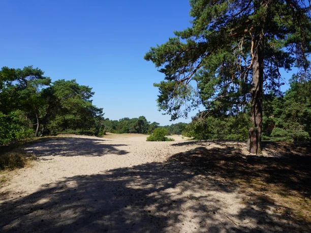 Dünen Verden Sandige Dünenlandschaft in Verden unter klarem Himmel, umgeben von hohen Kiefern und sanftem Licht.