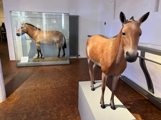 Das Deutsche Pferdemuseum in Verden Het Duitse paardenmuseum in Verden