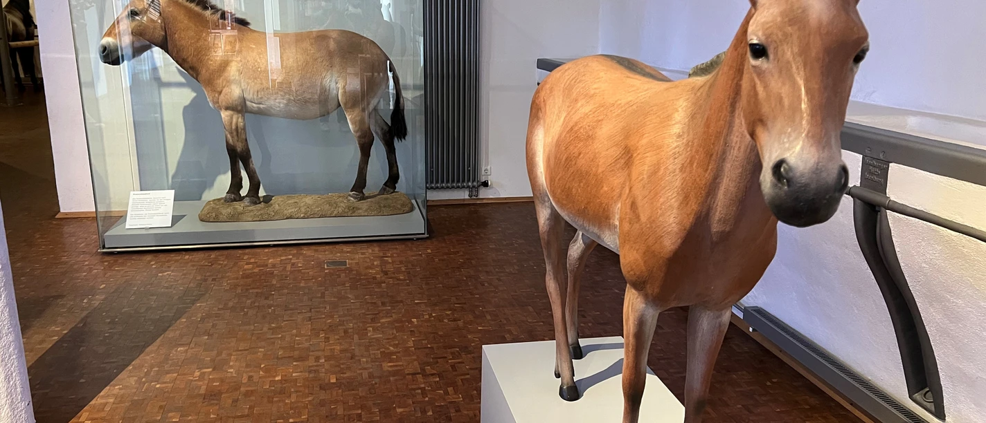 Das Deutsche Pferdemuseum in Verden The German Horse Museum in Verden