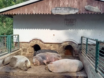 12 Die Schweine im Tiergehege fühlen sich sauwohl.jpg