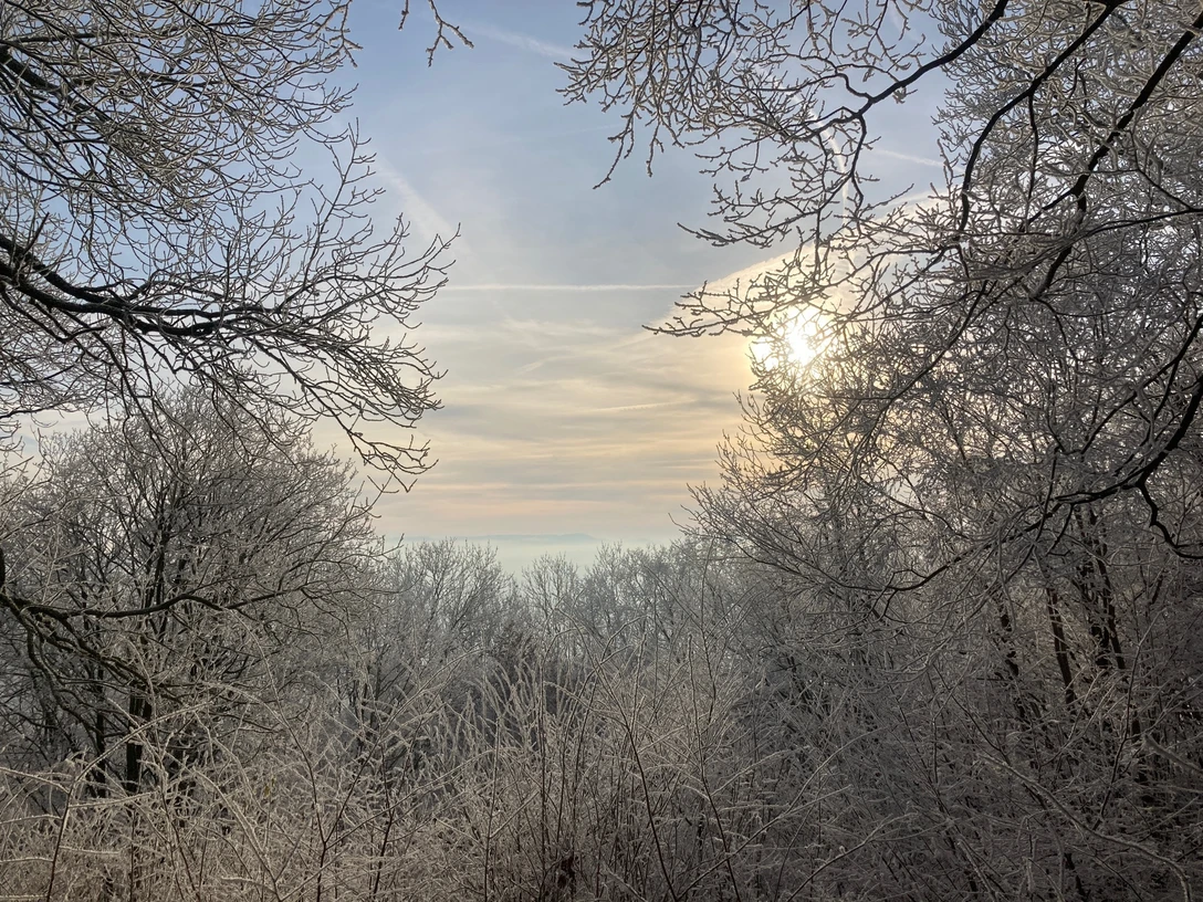 Winter im Reinhardswald