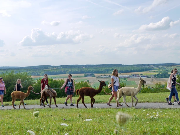 Alpakawanderung am Helenenhof im Bliesgau
