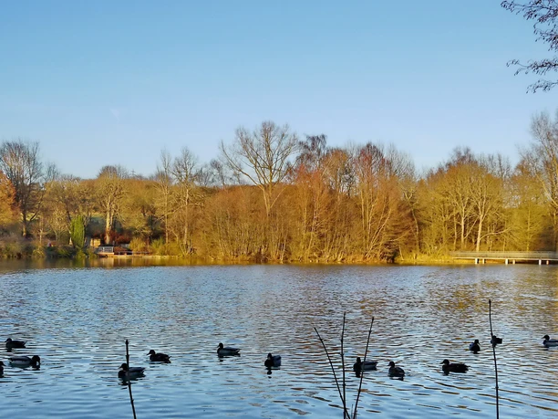 Stockenten auf dem Ommersheimer Weiher im Winter