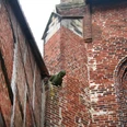 Ein Wasserspeier aus Stein ragt aus einer roten Backsteinwand unter einem gotischen Fenster hervor.