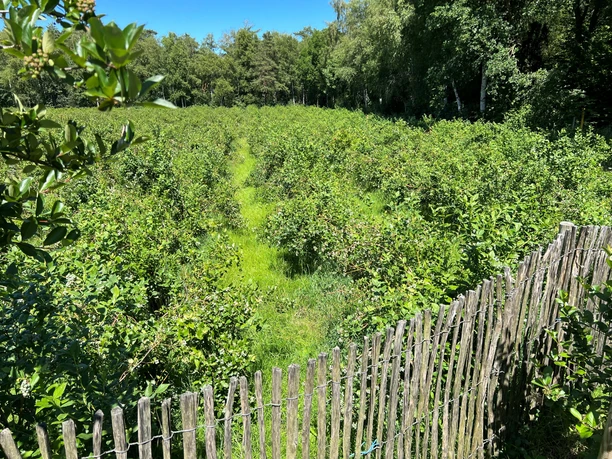 Bickbeernhof Auf einem sonnenbeschienenen Feld gedeihen dicht an dicht wachsende Beerensträucher hinter einem Holzzaun.