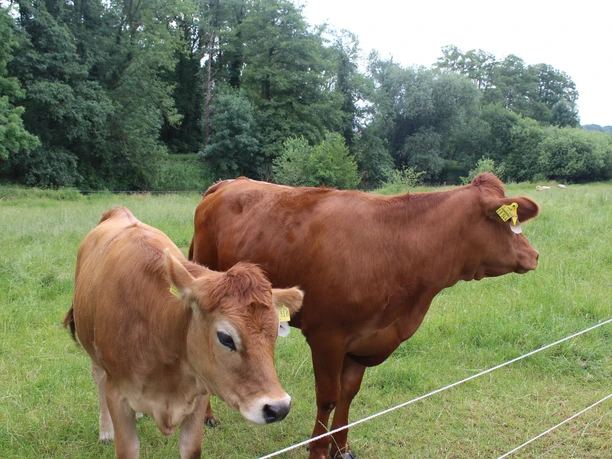 Two brown cows in a green meadow with trees in the background under a cloudy sky.