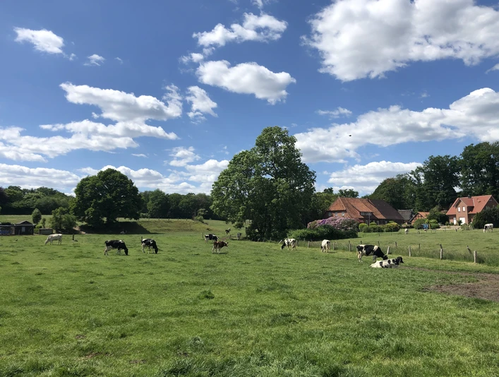 Auf einer grünen Wiese steht eine Herde Kühe unter blauem Himmel mit vereinzelten weißen Wolken.