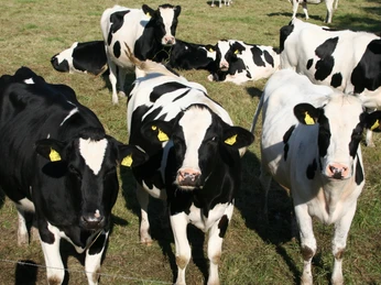 Drei schwarz-weiße Kühe im Vordergrund auf einer grünen Weide bei sonnigem Wetter in Niedersachsen.