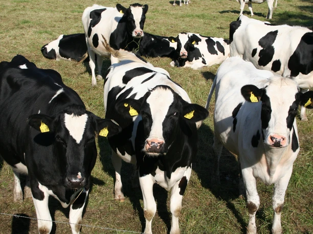 Kühe Drei schwarz-weiße Kühe im Vordergrund auf einer grünen Weide bei sonnigem Wetter in Niedersachsen.