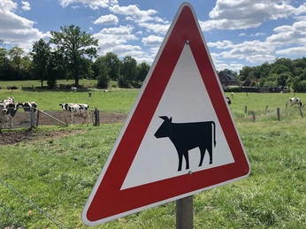 Kühe Eine Weide mit grasenden Kühen hinter einem Verkehrsschild, blauer Himmel und weiße Wolken.
