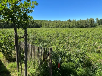 Bickbeernhof Eine weitläufige Blaubeerplantage unter blauem Himmel, umgeben von einem Holzzaun und Bäumen.An extensive blueberry plantation under a blue sky, surrounded by a wooden fence and trees.En stor blåbærplantage under en blå himmel, omgivet af et træhegn og træer.Een uitgestrekte bosbessenplantage onder een blauwe hemel, omringd door een houten hek en bomen.