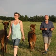 Alpaka Wanderung Zwei Personen führen Alpakas über eine Wiese unter klarem Himmel.