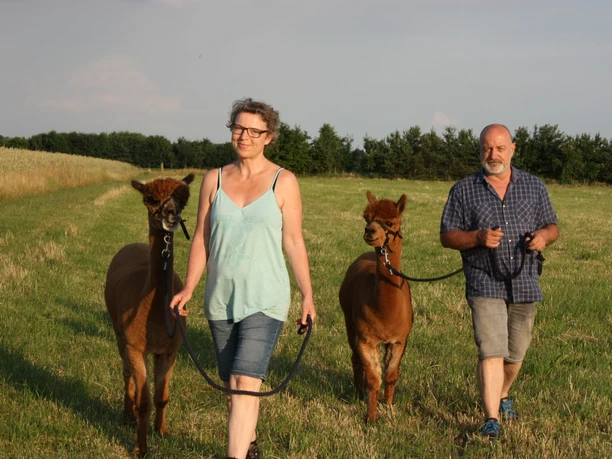 Alpaka Wanderung Zwei Personen führen Alpakas über eine Wiese unter klarem Himmel.
