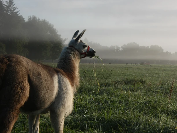 Lama auf dem Herzfeldhof Worpswede Ein Lama mit Halfter steht auf einer leicht nebligen Wiese bei Herzfeldhof Worpswede.