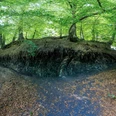 Schwarzkreidegrube in Belm-Vehrte Bäume thronen über einer bewaldeten Böschung, darunter freiliegende Wurzeln und ein dunkler Abhang.
