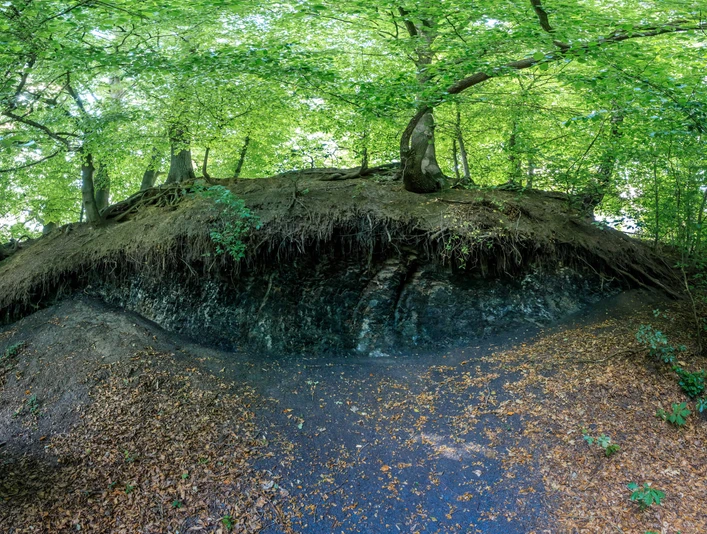 Schwarzkreidegrube in Belm-Vehrte Bäume thronen über einer bewaldeten Böschung, darunter freiliegende Wurzeln und ein dunkler Abhang.