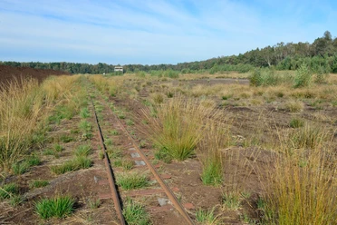 Blick in das Große Moor bei Westerbeck.jpg Blick in das Große Moor bei Westerbeck