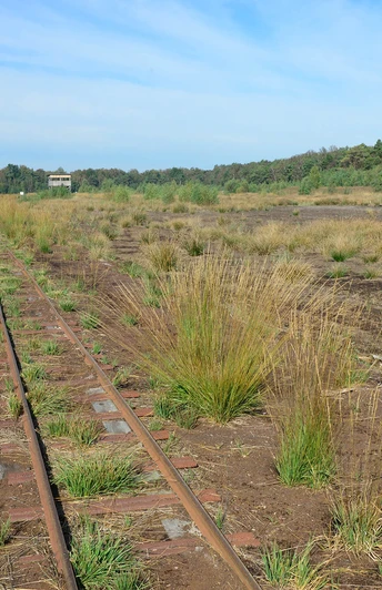 Blick in das Große Moor bei Westerbeck.jpg Blick in das Große Moor bei Westerbeck