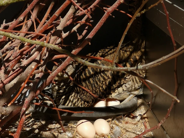 brütender Vogel in der Voliere