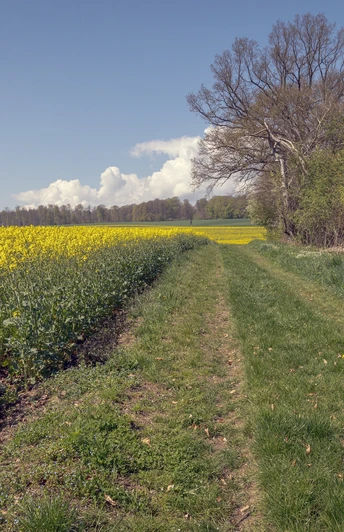 KuKukswege an den Ortsrand von Willingshausen