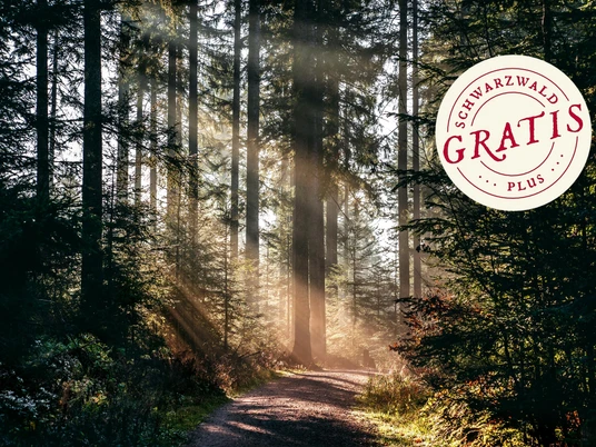 Sonnenstrahlen im Wald