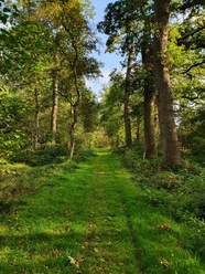 Bollenhagener Moorwald_1_Hofrichter Der Märchenwald mitten in der Wesermarsch - Willkommen im Bollenhagener Moorwald