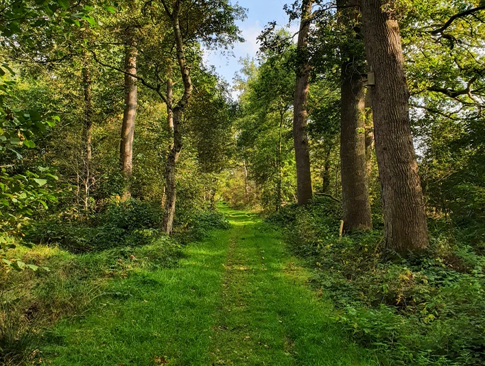Bollenhagener Moorwald_1_Hofrichter Der Märchenwald mitten in der Wesermarsch - Willkommen im Bollenhagener Moorwald