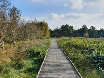 Bollenhagener Moorwald_3_Hofrichter Bollenhagener Moorwald_3_Hofrichter