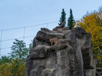 Der Grüne Zoo Wuppertal Großer Fels mit Ziegen im Gehege