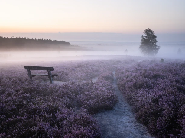 Wietzer Berg im Morgennebel Wietzer Berg in Müden (Örtze) am Heidschnuckenweg im Morgennebel