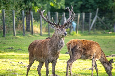 Rotwild im Wildpark Müden.jpg