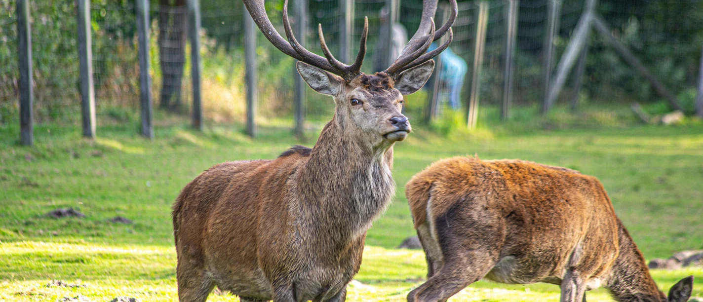 Rotwild im Wildpark Müden.jpg