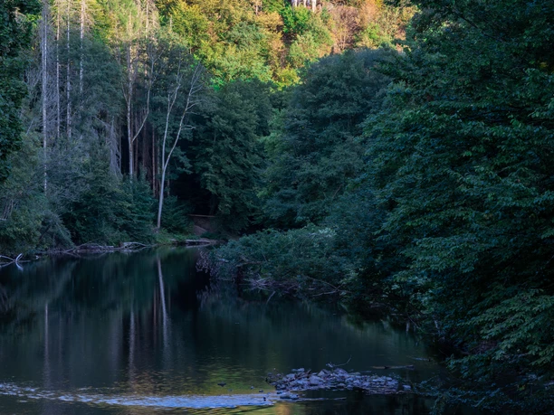Diederichstempel Meer midden in het bos